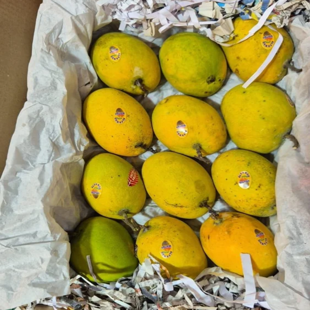 Wholesale Ratnagiri Fresh Hapus Mango – Qatar